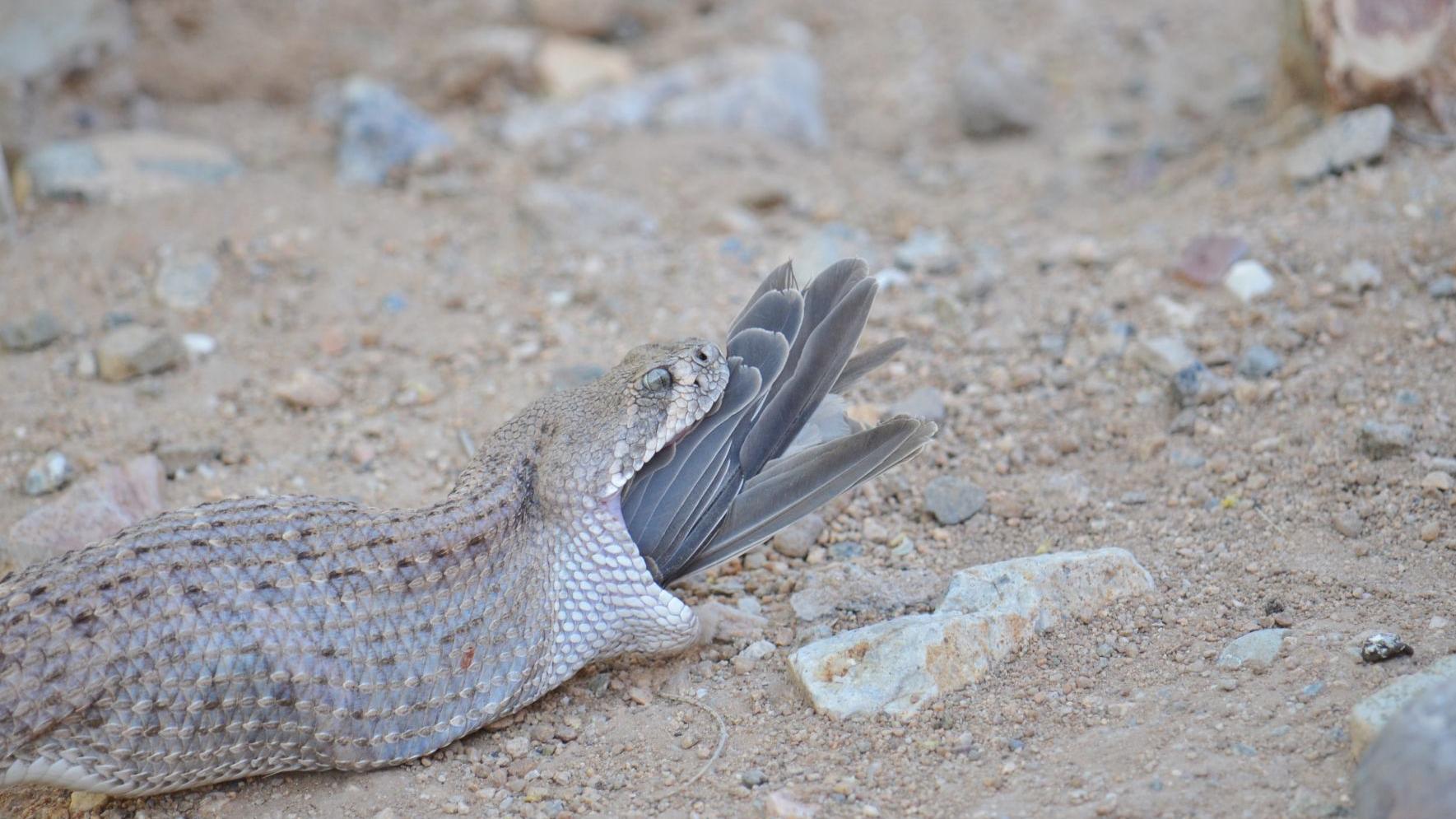 Southern Arizona wildlife photos that will make your skin crawl